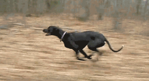 dog running 