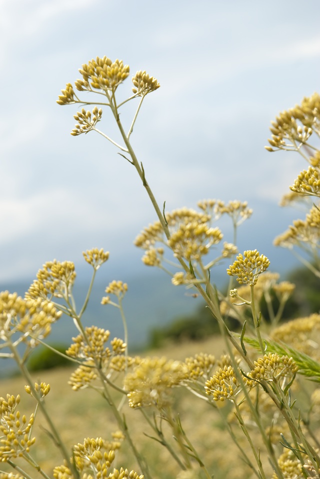 Immortelle Landscape
