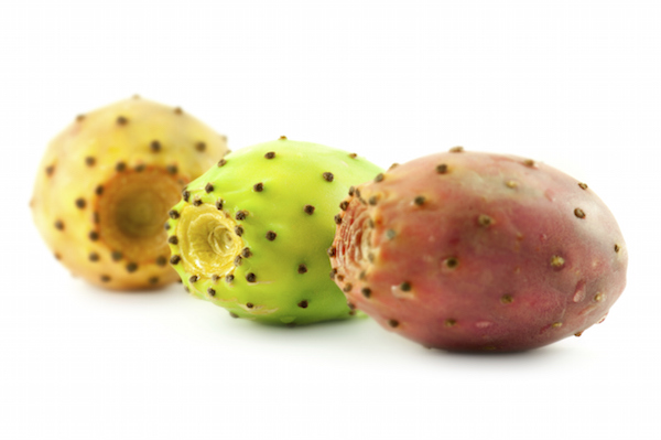 prickly pear prickly pear